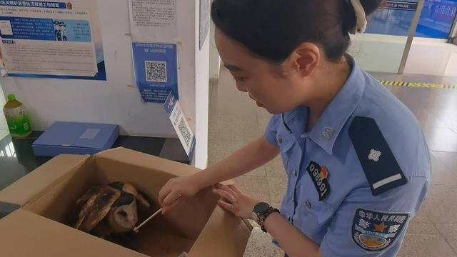 “有困难找警察”已传到鸟界 受伤猴面鹰凌晨“投奔”派出所(图2)