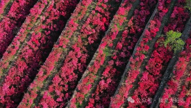 招远这个景区“藏着”的一大片花海！美翻了！(图1)