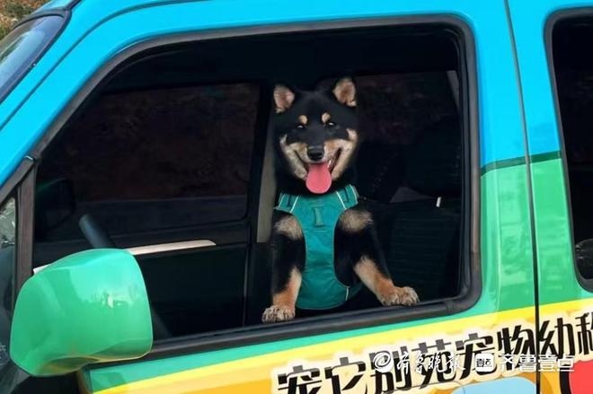 壹点调查｜“五一”小长假带火宠物寄养济南有商家日收费近千元(图2)