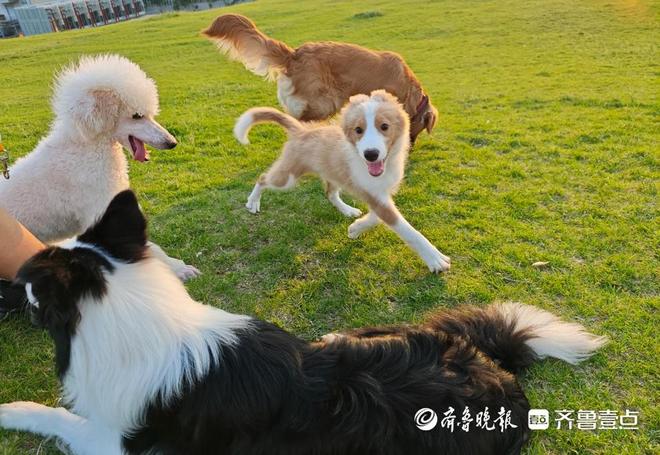 壹点调查｜“五一”小长假带火宠物寄养济南有商家日收费近千元(图1)