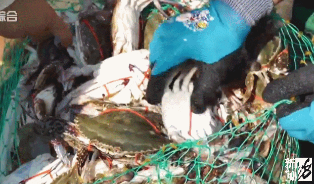上海正大量上市梭子蟹每天供应超100万斤！很多人买到死货能吃吗？(图3)